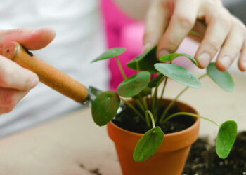 Confort verde interior. La “cara B” de las plantas. Beneficios de las plantas en el interior
