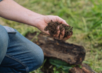 La agricultura regenerativa podría producir la misma cantidad de alimentos que la convencional y, a la larga, con un coste económico igual o menor