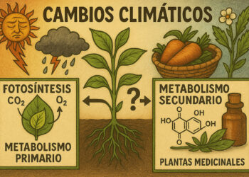 Efectos del cambio climático sobre la flora medicinal y aromática