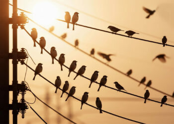 Salud geoambiental y campos magnéticos: la historia real de una comunidad afectada